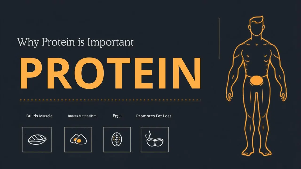 Why Protein is Important for Muscle Growth and Fat Loss create